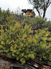 Persoonia myrtilloides