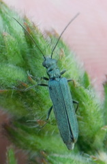 Oedemera virescens