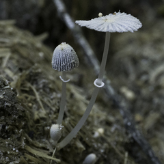 Coprinopsis ephemeroides