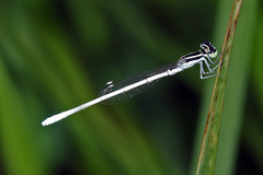 Agriocnemis lacteola
