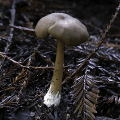 Entoloma formosum