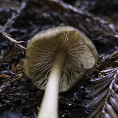 Entoloma formosum