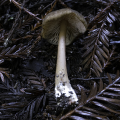 Entoloma formosum