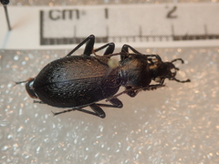 Carabus opaculus