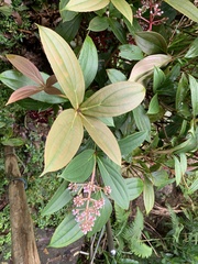 Medinilla formosana