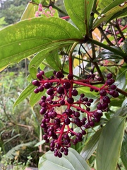 Medinilla formosana
