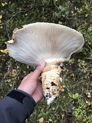 Catathelasma