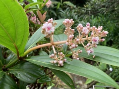 Medinilla formosana