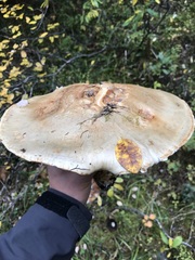 Catathelasma