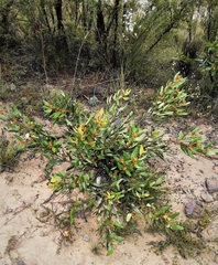 Persoonia laurina