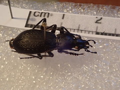 Carabus opaculus