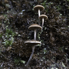 Galerina badipes