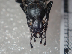 Carabus opaculus