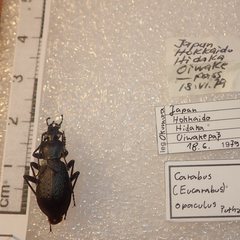Carabus opaculus