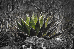 Agave horrida