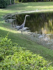 Ardea herodias