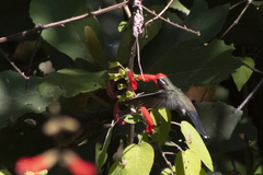 Lampornis clemenciae
