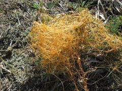 Cuscuta occidentalis
