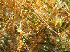 Cuscuta occidentalis