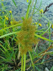 Cyperus engelmannii