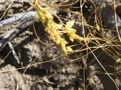 Cuscuta occidentalis