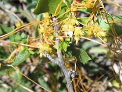 Cuscuta occidentalis