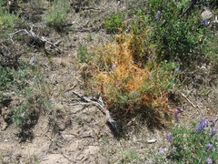 Cuscuta occidentalis