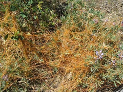Cuscuta occidentalis