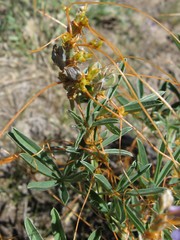 Cuscuta occidentalis