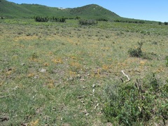 Cuscuta occidentalis