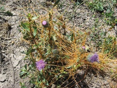Cuscuta occidentalis