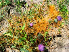 Cuscuta occidentalis