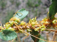 Cuscuta occidentalis