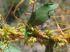 Cuscuta occidentalis