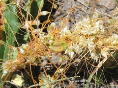 Cuscuta occidentalis