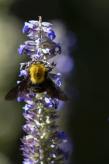 Bombus steindachneri