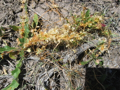 Cuscuta occidentalis