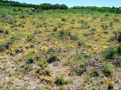 Cuscuta occidentalis