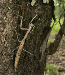 Archimantis armata