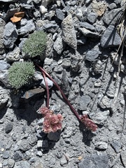 Cymopterus cinerarius