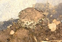 Anaxyrus compactilis