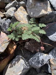 Cymopterus cinerarius