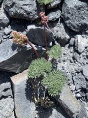 Cymopterus cinerarius
