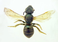 Halictus tumulorum