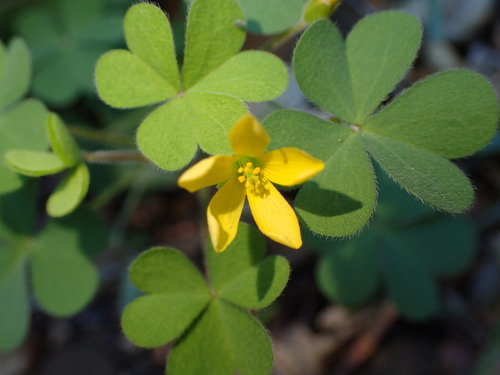 Image of Oxalis pilosa by (c) George Williams, some rights reserved (CC BY)