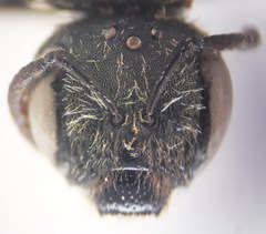 Halictus tumulorum