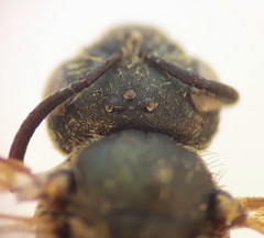 Halictus tumulorum