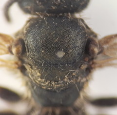 Halictus tumulorum