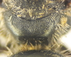 Halictus tumulorum