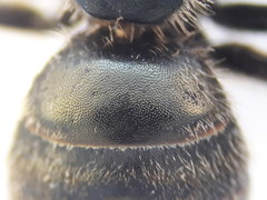 Halictus tumulorum